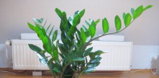 Як правильно поливати заміокулькас в травні