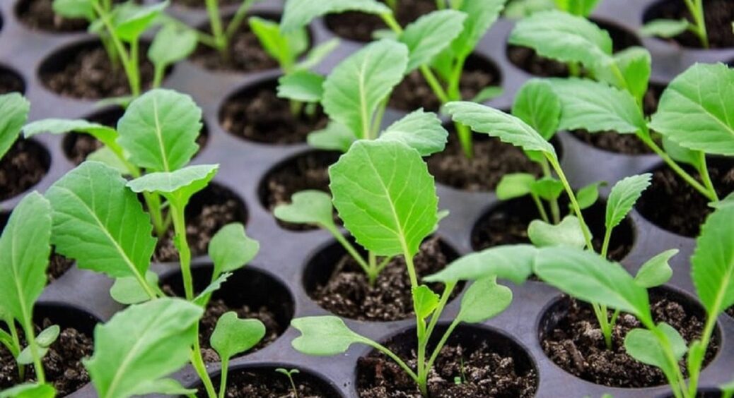 Свекруха сміялася з мене – за 5 днів змінила свою думку: як з легкістю посадити помідори на зиму без розсади 