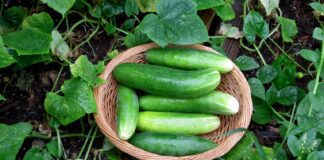 Добриво для огірків