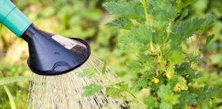 Як правильно удобрювати смородину