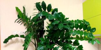 Як пересадити заміокулькас