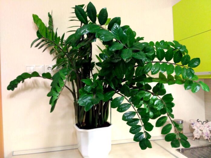 Як пересадити заміокулькас