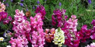 Які квіти краще не садити біля овочів