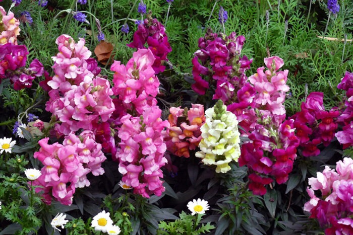 Експерти у сфері садівництва назвали сорти квітів, які не вимагають складного догляду