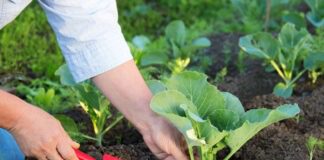 Городник розповів, чим підживити капусту для стимуляції врожаю