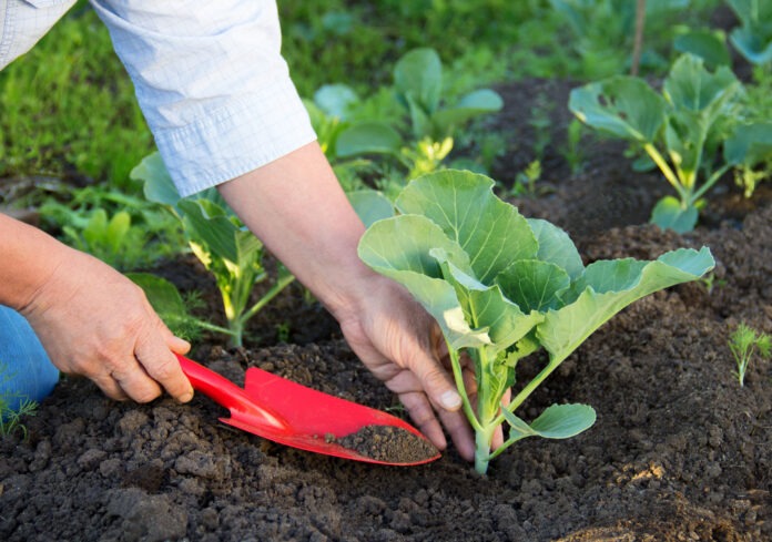 Дачники назвали найкращий сорт капусти для вирощування та зберігання