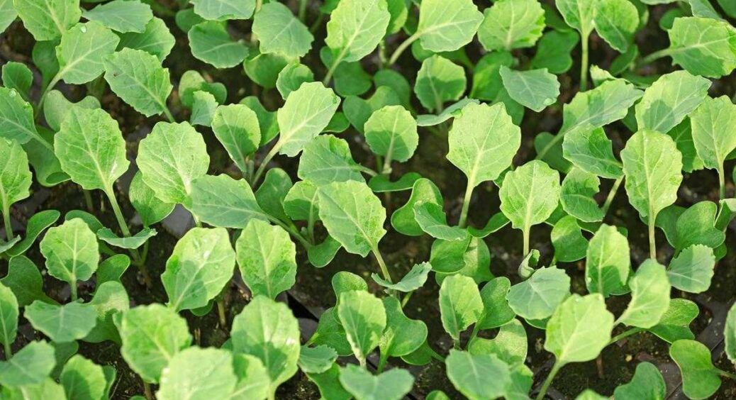 Ви точно робили це не правильно: дачники розповіли, коли та як найкраще садити розсаду в 2024 році 