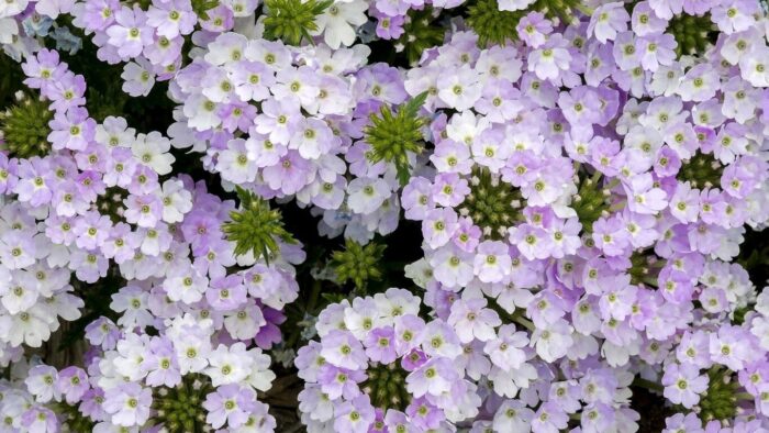 Експерти у сфері садівництва назвали сорти квітів, які не вимагають складного догляду