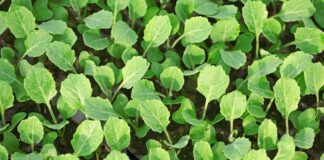 Як та коли правильно садити розсаду в 2024 році