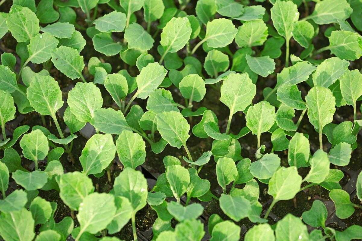 Як та коли правильно садити розсаду в 2024 році