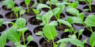 Підживлення, що допоможе розсаді перцю відновити сили 