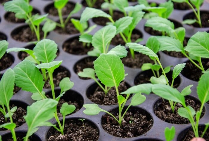 Експерти розповіли про основні правила вирощування розсади у домашніх умовах