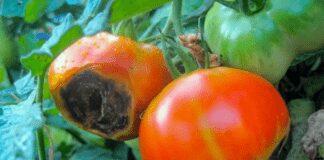5 порад, щоб позбутися грибка на помідорах
