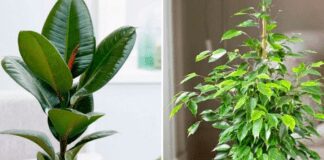 Куди краще поставити фікус у квартирі: поради садівників 