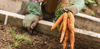 Яке добриво краеще не вносити під моркву