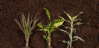 Експерти розповіли, як збільшити шанси на успішне укорінення живців