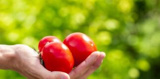 Експерти назвали ТОП-Експерти назвали 5 ознак неправильного догляду за томатами5 ознак неправильного догляду за томатами