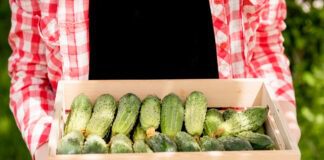 Городник назвав 3 добрива, які піднімуть врожай огірків врази