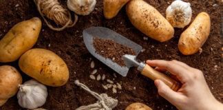 Просто покладіть в лунку дрібку цього копійчаного засобу і збирайте тонни врожаю картоплі. Все елементарно