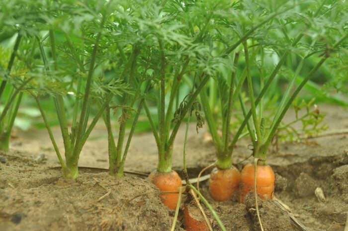 Городники-експерти розповіли про найгірше добриво для моркви, через яке вона росте погано