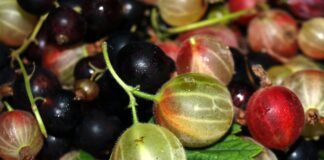 Помилки у вирощуванні смородини й аґрусу