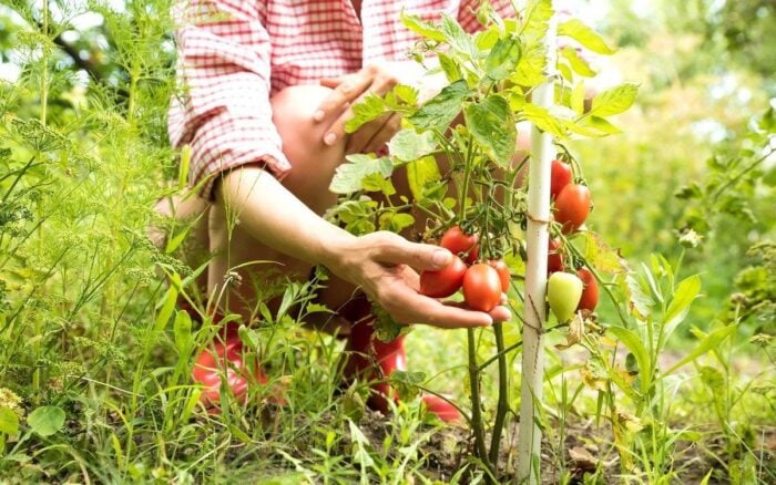 Як підвищити врожайність помідорів: простий спосіб 