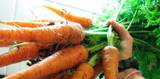 Як виростити довгу, рівну та широку моркву 