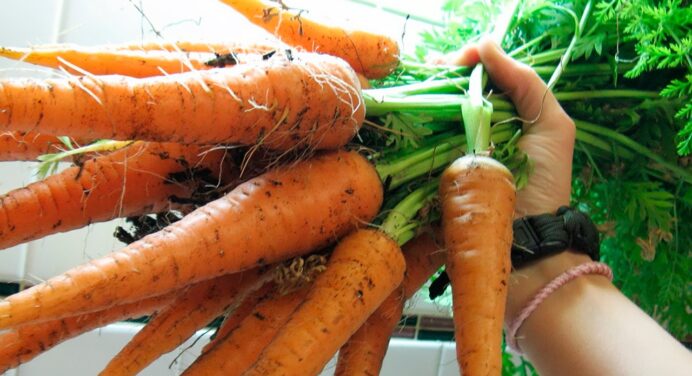Дізналася хитрощі посадки моркви, щоб вона росла рівною та широкою: сусідка все мені розповіла 