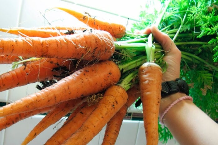 Городники-експерти розповіли про найгірше добриво для моркви, через яке вона росте погано