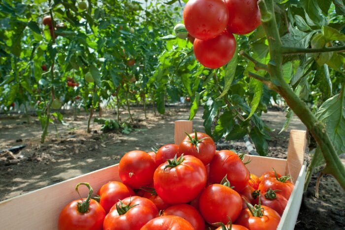 Експерти назвали найпопулярніші овочі, які легко ростуть на ділянках під спекотним сонцем