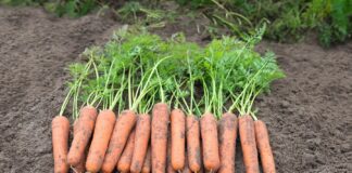 Коли та чим удобрити моркву