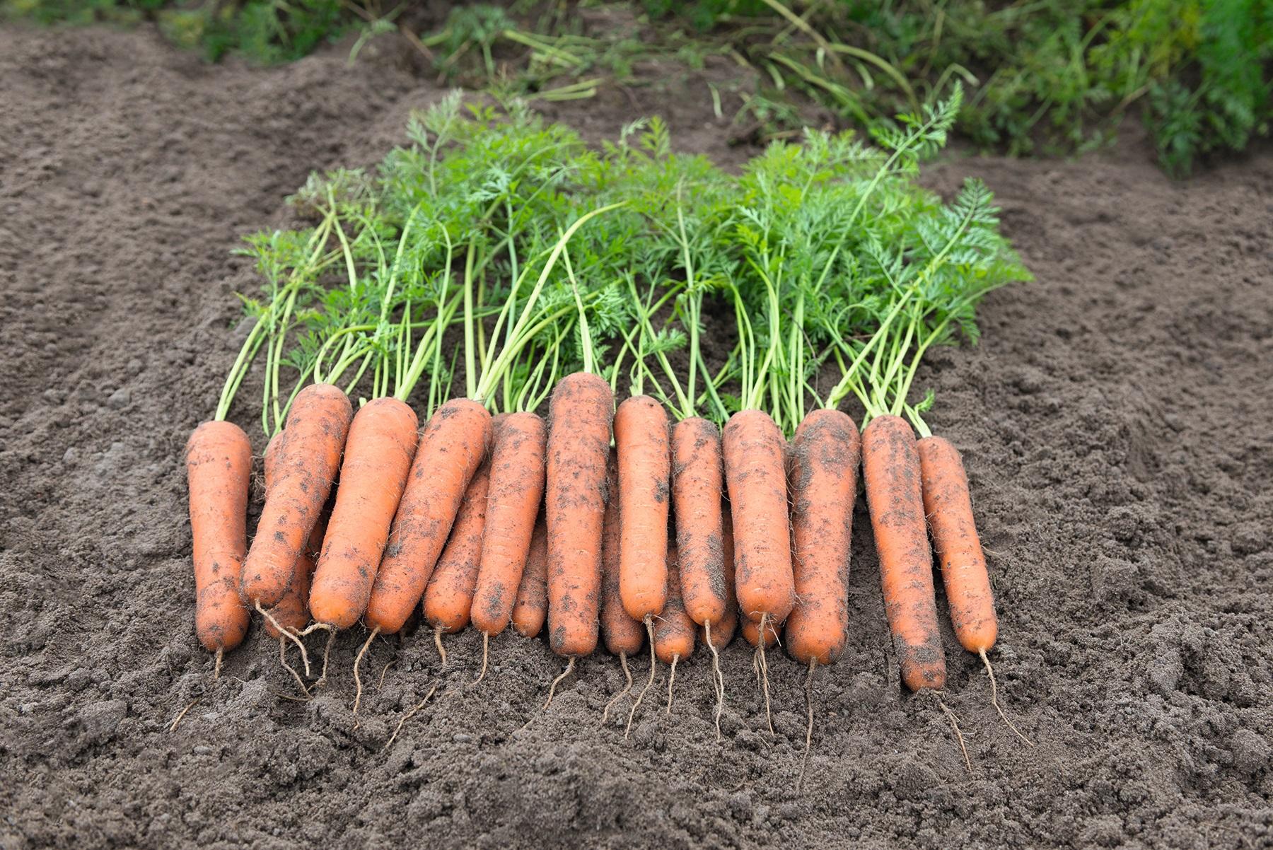 Як правильно вирощувати моркву 