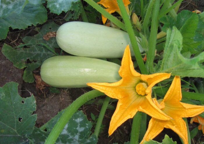 Експерти назвали найпопулярніші овочі, які легко ростуть на ділянках під спекотним сонцем