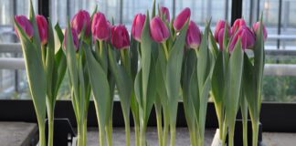 Чим найкраще підживлювати цибулеві квіти