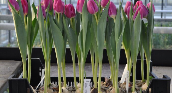 Мої тюльпани цвітуть до літа: сусідки нахвалюють мене і сад, який може позмагатися з клумбами в Голландії 