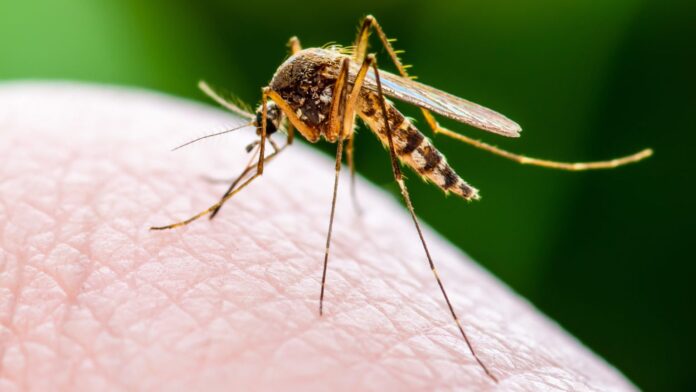 Як захиститись від комарів