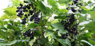 Як правильно посадити смородину, щоб отримати багатий врожай