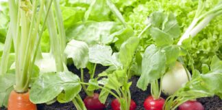 Які овочі можуть продовжити молодість: поради 