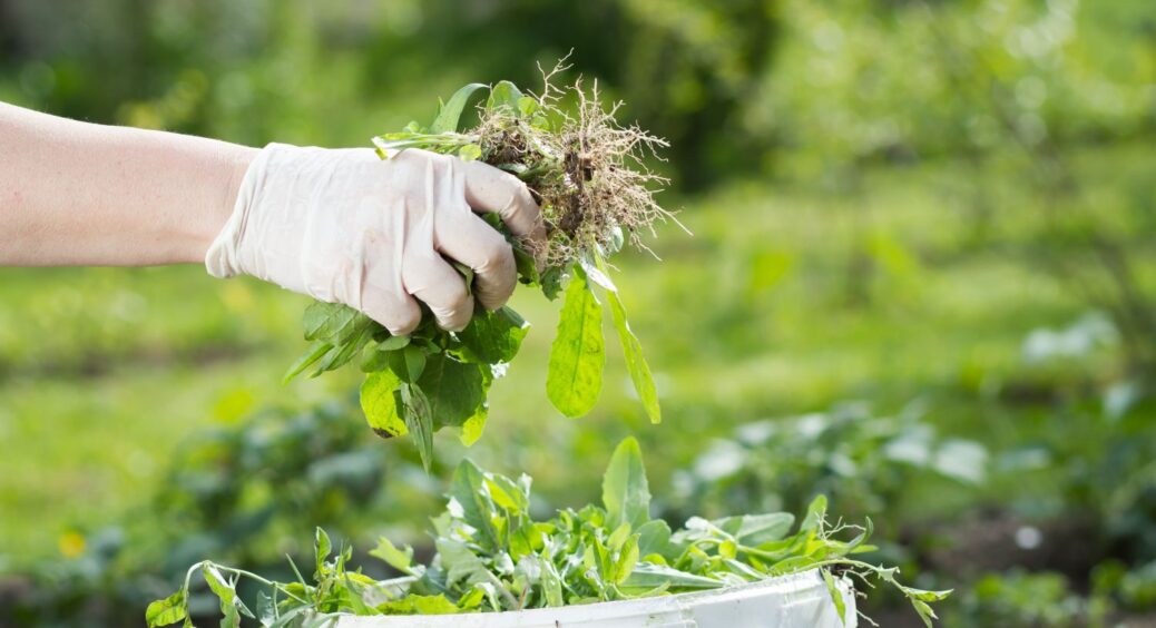 3 лайфхаки для садівництва, які не працюють і ніколи не працювали: робити так – витрачати свій час і сили 