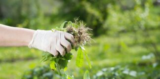 Погані поради для городу