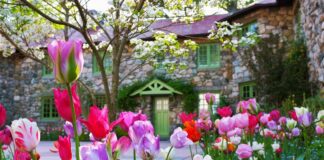 Садівники назвали користь дріжджів під час вирощування квітів 