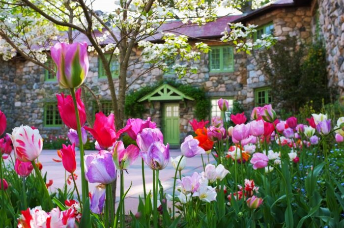 Експерти та садівники розповіли, як подовжити цвітіння тюльпанів до самого літа та що для цього треба