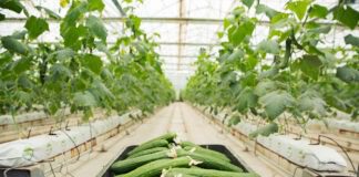 Городник поділився рецептом добрива Золотий врожай для огірків