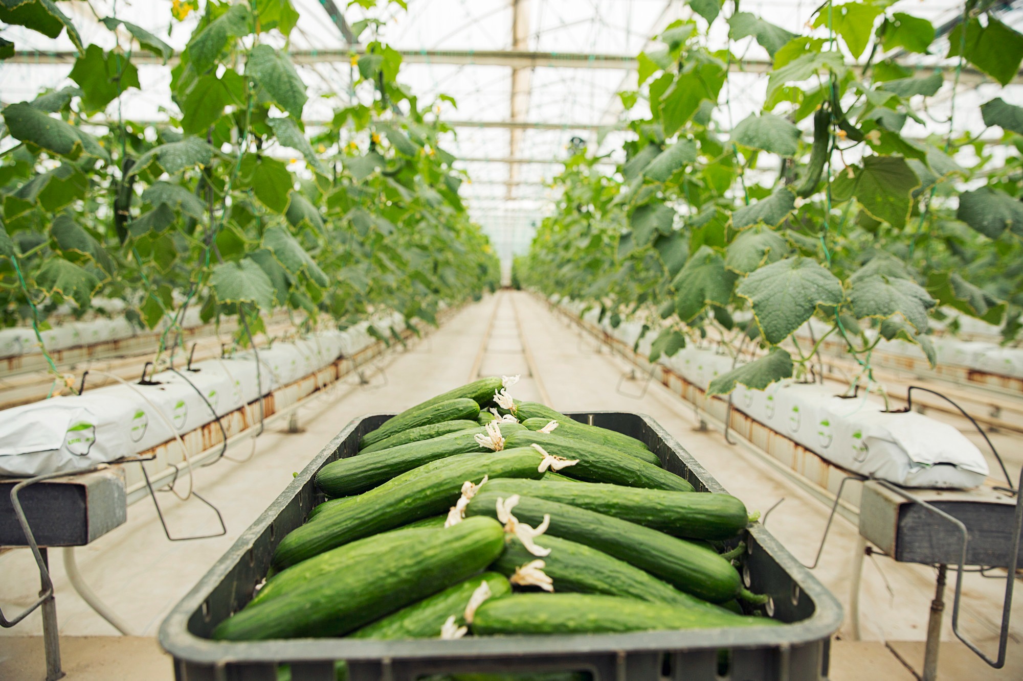 Городники розкрили секрети вирощування огірків: просто та дешево