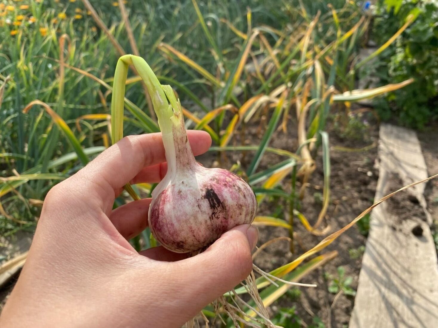Чому часник жовтіє