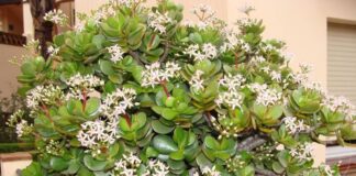 Знавці розповіли, як простимулювати грошове дерево до цвітіння