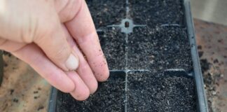 Городники назвали овочеві культури для посадки пізньої осені