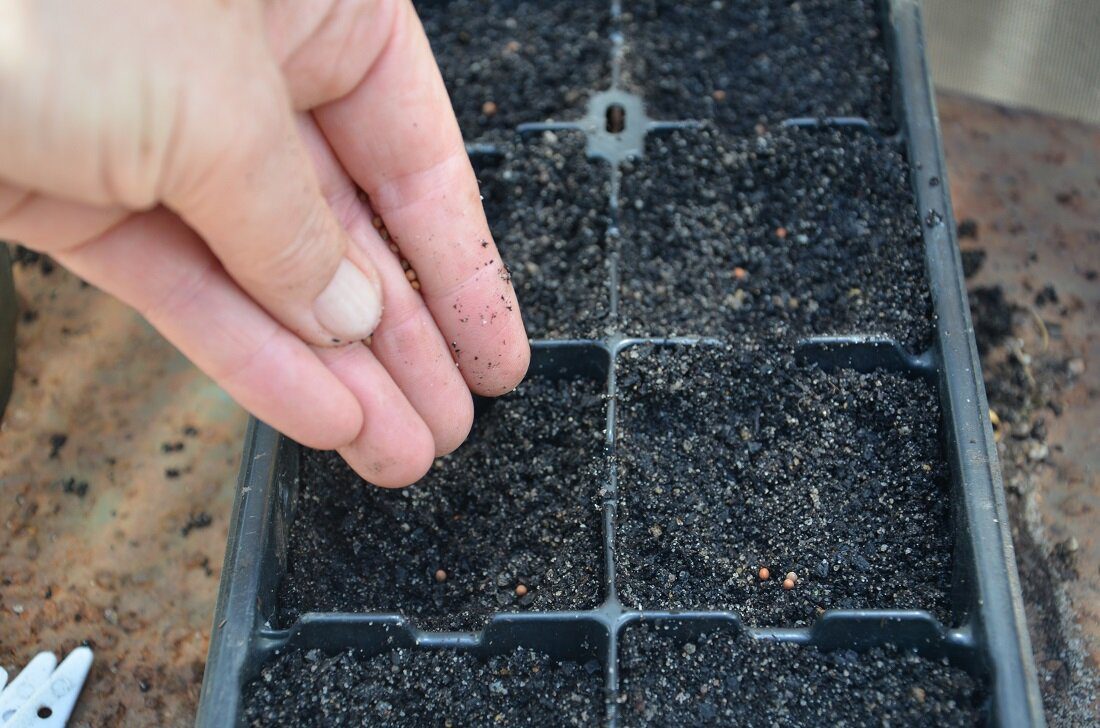 Городники назвали овочеві культури для посадки пізньої осені