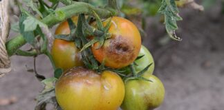 Як врятувати томати від фітофторозу 