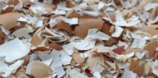 Дачники розповіли, яким рослинам не підходить добриво з яєчної шкаралупи